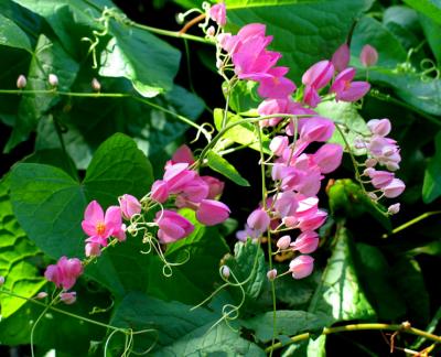 The-Coral-Vine or Rose of Montana