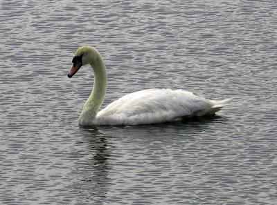 One-Swan