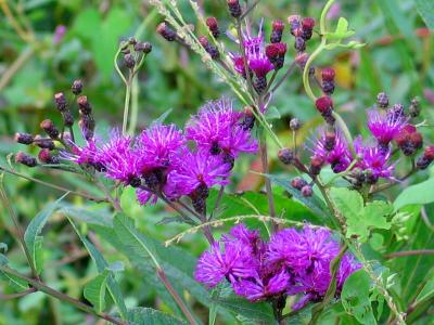 Joe Pye Weed