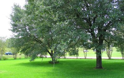 River Road Evacuation Route As Seen Through Our Oaks