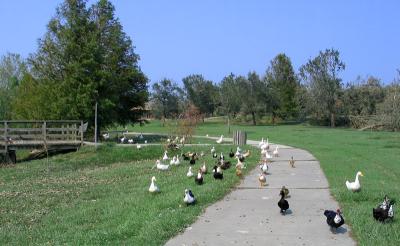 Lafreniere Park - Metairie, Louisiana - Poor Lost Creatures Following Me