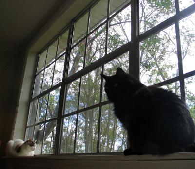 Abraham and Sadie on Window Sill