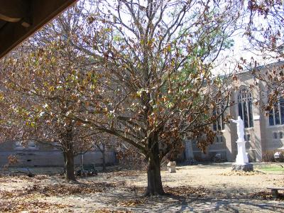 Ursuline Academy and Convent's  Sacred Heart Courtyard on October 12, 2005