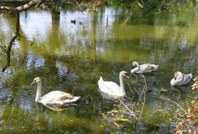 A Few of the Swans Were  Found in Audubon Park in Uptown New Orleans