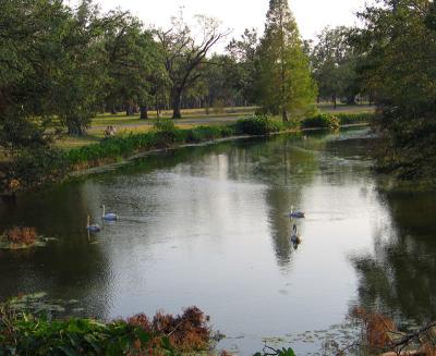 City Park Swans in Audubon Park