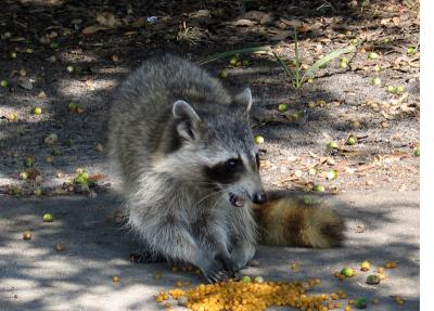 Starving Raccoon Eating Cat Food