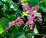 The-Coral-Vine or Rose of Montana