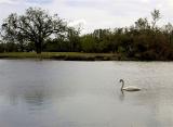 We Found One Swan