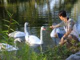 Feeding the Swans