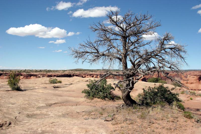 Old Sentinel of the High-Desert
