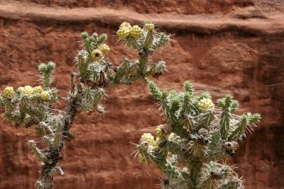 Cholla Cactus