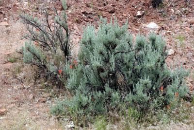 Live Sagebrush