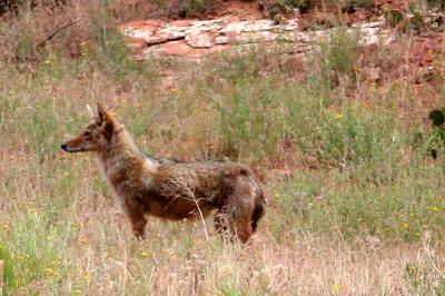 Mr. Coyote, Not Camera Shy
