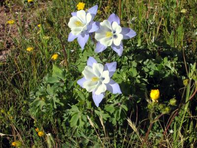 Grizzly Gulch is Rich With Columbines