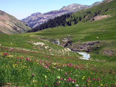 The Alpine Valleys Are Abundant With Flowers