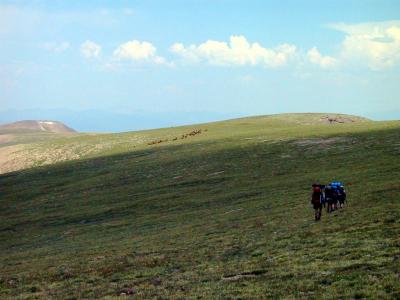 Our Gang Chasing An Elk Herd Along The Ridge of the Little Cimarron Trail