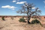 Old Sentinel of the High-Desert