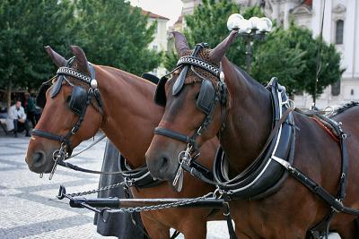 Prague - Tourist Horses