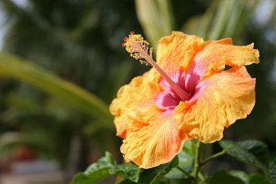 Mauritius - Hibiscus