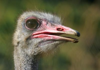 Mauritius - Ostrich Face (Casela Park)