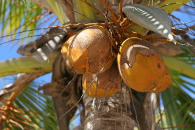 Mauritius - Coconuts