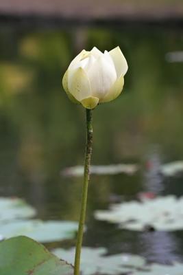 Mauritius - Lotus Flower (Pamplemousses Garden)