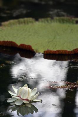 Mauritius - Water Lilly Flower (Pamplemousses Garden)