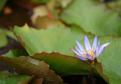 Mauritius - Water Lilly (Riviere Noire National Park)