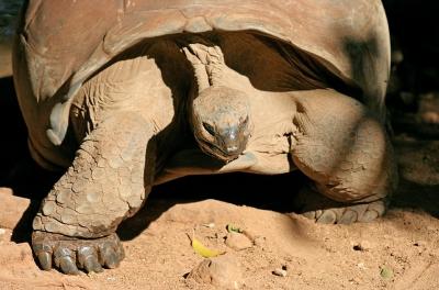 Mauritius - Giant Turtle (Casela Park)