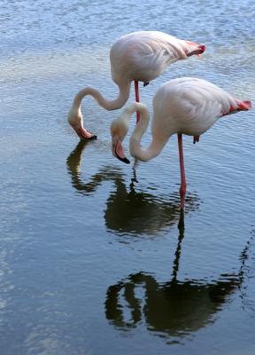 Mauritius - White Flamingos (Casela Park)