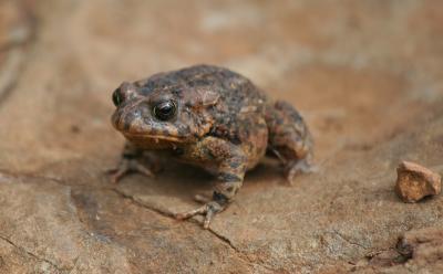 Mauritius - Froggy