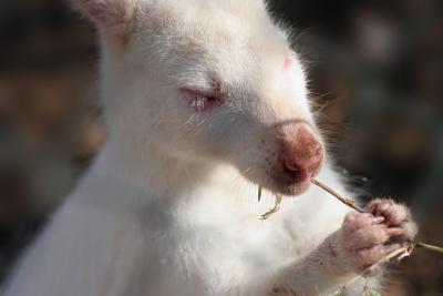 Mauritius - Albino Baby Kangaroo (Casela Park)