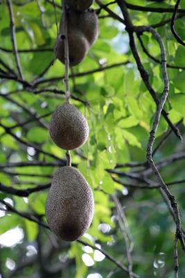 Mauritius - Fruits from the Sausage Tree (Pamplemousses Garden)