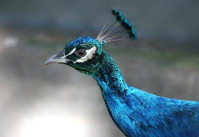 Mauritius - Blue Peacock (Casela Park)