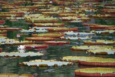 Mauritius - Water Lilly Pond (Pamplemousses Garden)