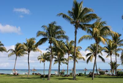 Mauritius - Palm Trees