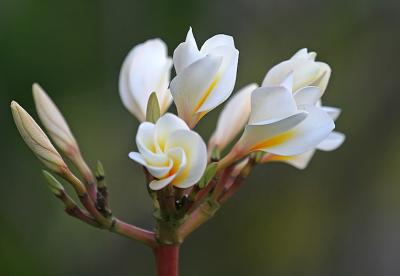 Mauritius - White Blooming Flower