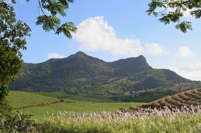 Mauritius - Sugar Cane Fields