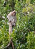 Mauritius - Cheeky Monkey (Riviere Noire National Park)