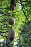 Mauritius - Fruits from the Sausage Tree (Pamplemousses Garden)