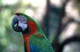 Mauritius - Parrot (Casela Park)