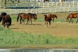 Horse Farm