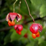 Spindle Tree