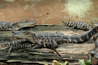 Gators Crocs and Caymen