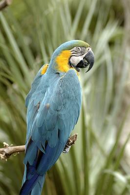 Macaws