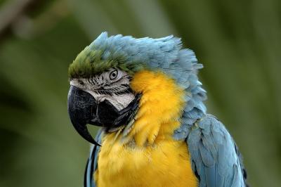 bbybird.jpg