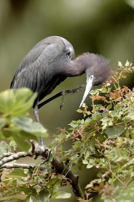 Alligator Farm Rookery
