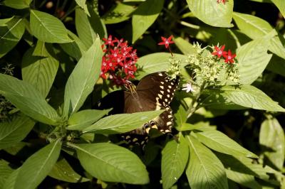 _DSC6484.jpg