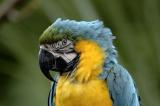 bbybird.jpg