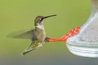 Hummingbird.jpg